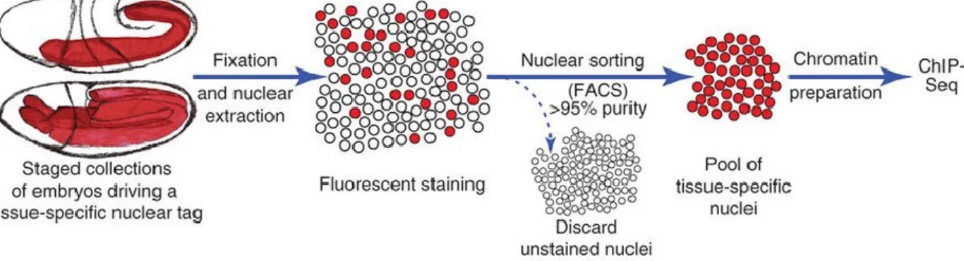 Figure 6: BiTS-ChIP protocol. Embryos expressing a tissue-specific nuclear marker are aged to the desired  stage and formaldehyde fixed, followed by nuclear extraction, staining and FACS sorting