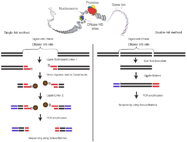 Figure 7: DNase-seq. In the single-hit DNase-seq protocol, a 20bp region representing one end of a DNase I- I-cut fragment is retrieved via an MmeI digestion step (left)