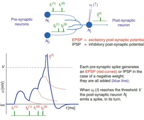 Figure 1.1: A model of Spiking Neuron [37].