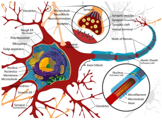 Figure 1.2: Diagram of a Neuron [10].