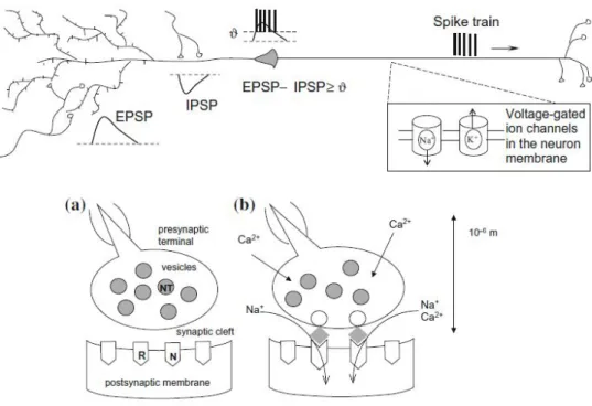 Figure 1.3: Scheme of synaptic transmission [3].