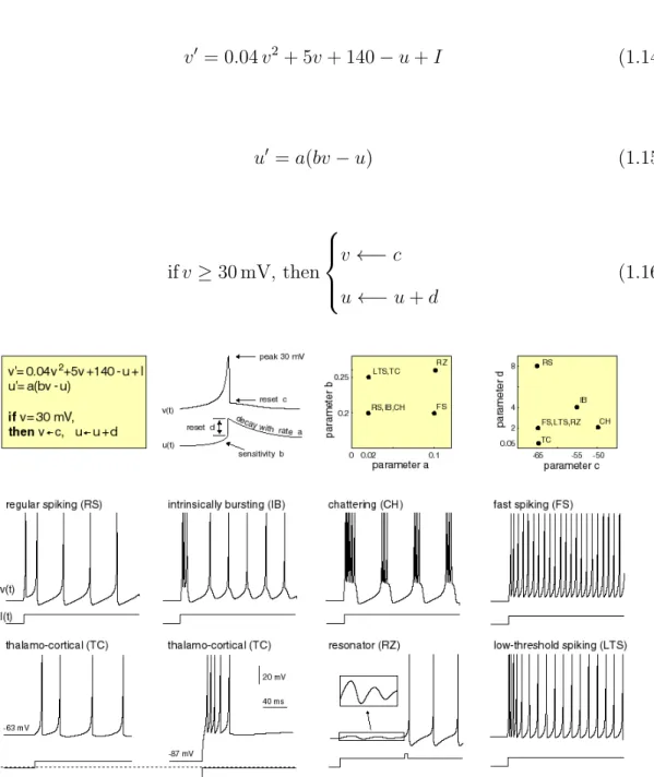 Figure 1.8: Izhikevich neuron model.