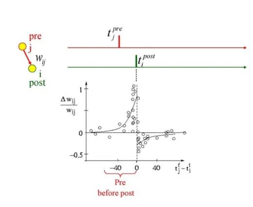 Figure 1.13: Spike-Timing Dependent Plasticity (schematic) [42].