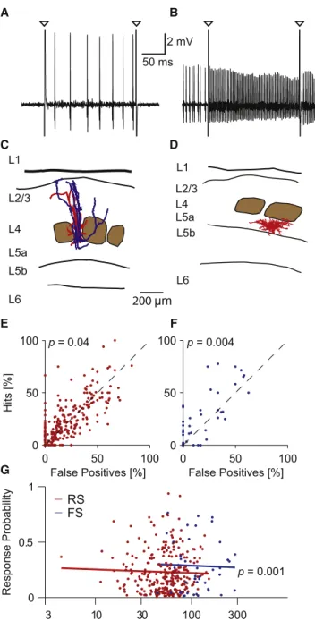 Figure 1. Stimulation Has Stronger Sensory Effect for FS than for RS Neurons