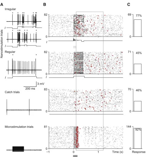 Figure 2. Behavioral Responses to Irregular and Regular Spike Trains in an RS Neuron (A) Recordings of a putative excitatory neuron during trials with, from top to bottom, randomized fluctuating current injection (two sample traces, 18 ± 6 spikes), regular