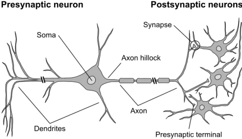 Figure 2.1: Schematic of neuron structure and connectivity, as is typically found in the vertebrate cortex