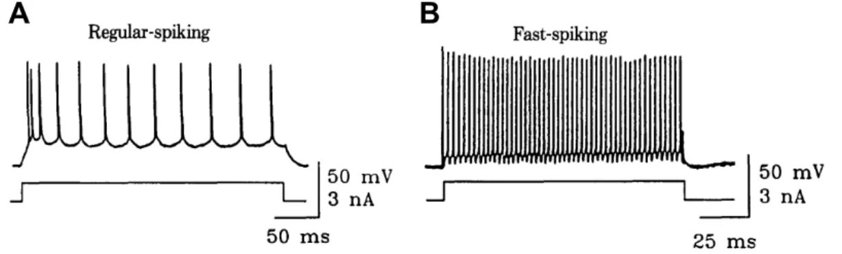 Figure 2.2: Example firing patterns of two types of neocortical neuron: regular- regular-spiking and fast-regular-spiking