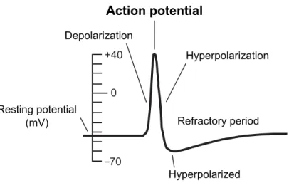 Figure 2.3: The time course of a typical action potential, illustrating the rapid change in form over just a few milliseconds