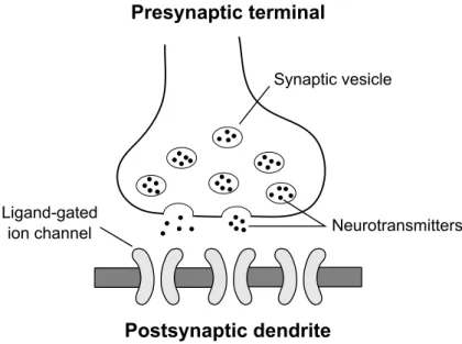 Figure 2.4: Schematic of a chemical synapse. Adapted from Fig. 2.3 in Trap- Trap-penberg (2010).