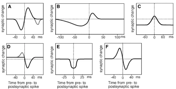 Figure 3.1: Examples of different Spike-Timing-Dependent Plasticity (STDP) rules identified in the nervous system, with synaptic change plotted as a function of the timing difference between a pre- and postsynaptic spike