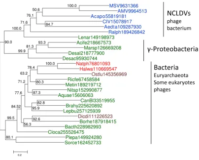 Figure 1A maximum-likelihood phylogenetic tree of NAD-dependent DNA ligasescus lucimarinus SB155-2; Aquae, A maximum-likelihood phylogenetic tree of NAD-dependent DNA ligases