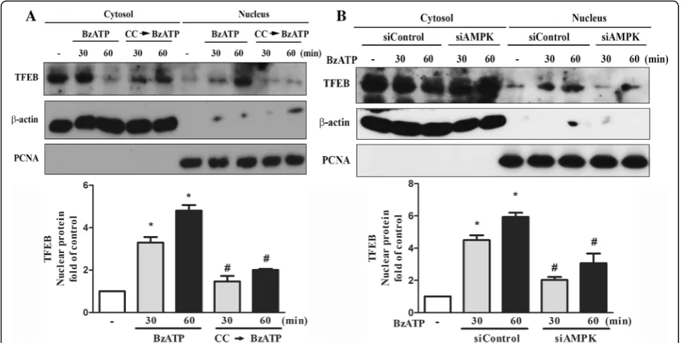 Fig. 7 P2X7 induces nuclear translocation of TFEB. After pretreatment with compound C (10 μM) (a) or silencing of AMPK (b), BV-2 cells werestimulated with BzATP for indicated times
