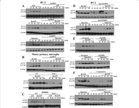 Fig. 3 AMPK activation and mitoROS production mediate LC3II accumulation. BV-2 cells were pre-treated with A438079 (10 μM, a), mitoTEMPO(250 μM, d) or compound C (10 μM, f) for 30 min, or siAMPK (100 nM, e) for 48 h