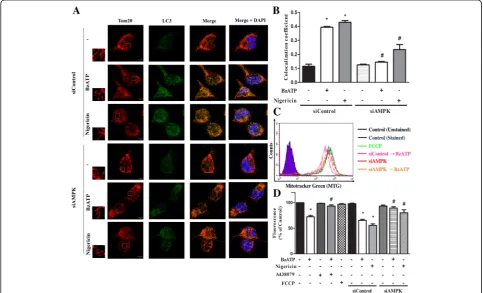 Fig. 4 P2X7 induces mitophagy via AMPK activation.nigericin; #mitotracker green. Data were the mean ± S.E.M