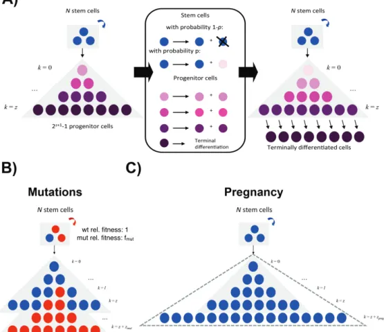 Figure 2.2: Schematic representation of the mathematical model. A, Initially, there are N wild-type stem cells (blue), which give rise to a differentiation cascade of 2 z+1 − 1 wild-type luminal progenitor cells (purple)