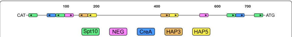 Fig. 1 Putative regulatory motifs in Ph4h3. The 790 bp consensus Ph4h3 with the putative motif positioning shown and motif 5′–3′ directionality indicated by an arrow
