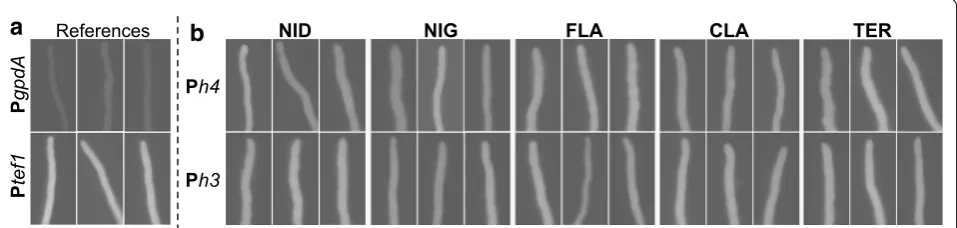Fig. 2 Gene orientation in the reporter expression constructs. The native histone gene locus, and the reporter constructs using the five Ph4h3s to express mRFP and mCitrine from promoter ends Ph4′ (left) and Ph3′ (right) in the type a and type b orientation, respectively