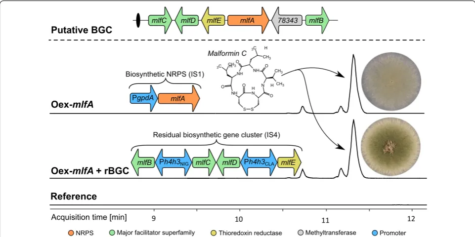 Fig. 6 Chemical analysis of malformin producing strains. The putative malformin producing BGC is conserved between producing species in Aspergillus section Nigri and the BGC organization is shown in the top of the figure