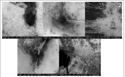 Fig. 2 Criteria for classifying surfaces ultrastructural damage after probing – adapted from Kuhnisch et al., [9]