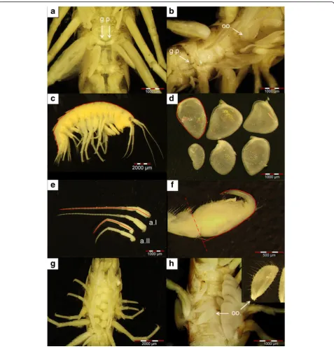 Fig. 2 Overview of morphological characteristics assessed in this study.of the six gills on the right body site; considered herein as a a Males were identified by the presence of genital papillae (g.p.).b Intersexual individuals show female (oostegites; oo