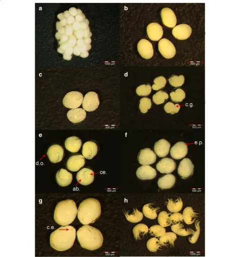 Fig. 3 Stages of embryonic development instage 1 with no visible cell cleavage.show a caudal groove (c.g.)