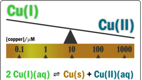Fig. 1 Disproportionation equilibria predicts Cu(I) in excess in thesubmicromolar to low micromolar range of ambient copperconcentration