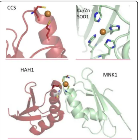 Fig. 2 Diverse speciation of copper in chaperons and targets. Upper