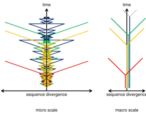 Figure 2the error-prone replication processA tree (arborescence) as an isomorphous representation of A tree (arborescence) as an isomorphous represen-tation of the error-prone replication process