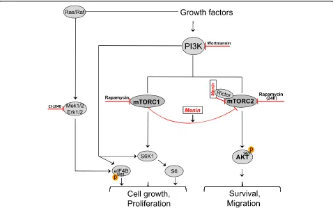 Fig. 2 Schematic figure depicting the key roles of menin in mTOR signaling. Initially, PDGF-BB or serum mediated activation of Akt involvesPI3K-mTORC2 pathway with menin as negative regulator