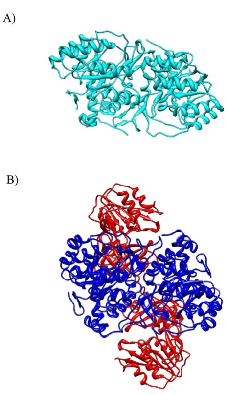 Figure 4Quaternary Structure of PyrDcoccus lactis Quaternary Structure of PyrD. A) PyrD 1A from Lacto-is a homodimer (1JUB colored cyan)