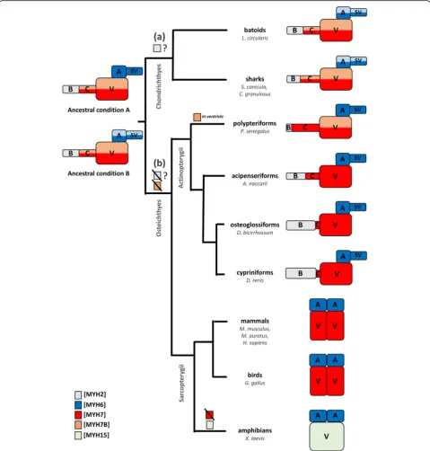 Fig. 4 Phylogenetic tree of gnathostome taxa (based on [hypothesis raised in the present study