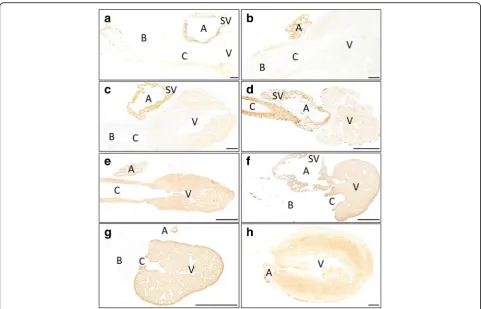 Fig. 2 Sagittal sections of adult hearts fromrestricted to the atrial (A) and sinusal (SV) myocardium in chondrichthyans (polypteriforms (Acipenser naccarii Centrophorus granulosus (a), Leucoraja circularis (b), Scyliorhinus canicula (c), Polypterus senega