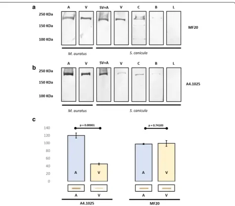 Fig. 3 Myosin heavy chain immunochemical analysis of the atrium (A), and ventricle (V) ofthe ventricle and the conus arteriosus in the inflow tract ofintensity between the A4.1025 atrial and ventricular signals of Mesocricetus auratus (a, b) and inflow tra