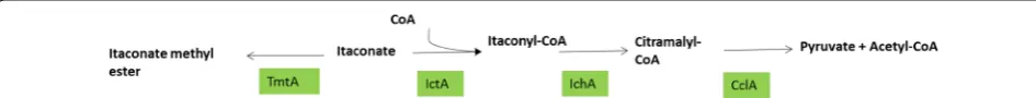 Fig. 4 Hypothetical model of IA bioconversion in A. niger. Itaconate bioconversion presumably takes place in the mitochondrion where itaconate is converted to itaconyl-CoA by action of IctA and further hydrated to citramalyl-CoA by IchA