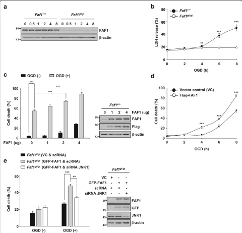 Fig. 2 FAF1 is essential for JNK1-dependent necrosis upon ischemic stress.deprivation for the indicated times, and then, cell lysates were immunoblotted using anti-FAF1 antibody.Flag-FAF1 plasmids (4was determined by flow cytometry (36 h, and subsequently 