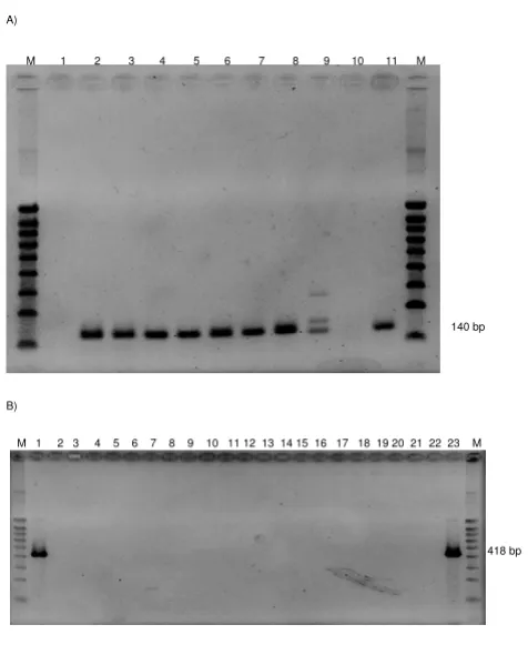 Figure 2sequence in different grapevines genomes(A) RT-PCR product of putative GLRaV-8-related DNA (A) RT-PCR product of putative GLRaV-8-related DNA sequence in different grapevines genomes