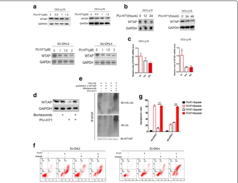 Fig. 3 Hsp90 can stabilize WTAP on the level of protein and mRNA.western blotting.collected to add anti-WTAP, and ubiquitination level were check.with Etoposide (10expression level were assessed by western blotting