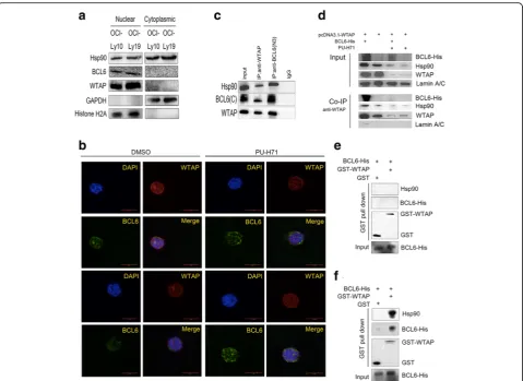 Fig. 4 WTAP forms a complex with BCL6 via Hsp90.blotting.microscopy. When indicated, cells had been treated with PU-H71 (1counterstained with DAPI (blue).protein complex was assessed against indicated antibodies