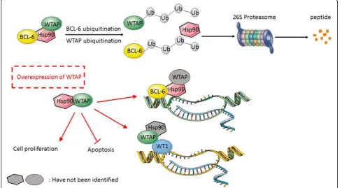 Fig. 5 Proposed model of the interplay between Hsp90, WTAP and BCL6. Hsp90 could form a complex with WTAP and BCL6 to stabilize theirexpression on protein level