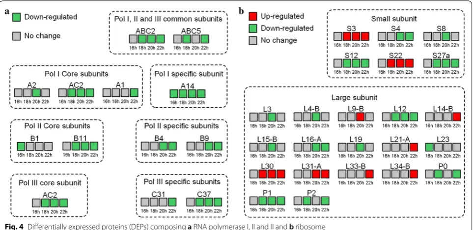 Fig. 4 Differentially expressed proteins (DEPs) composing a RNA polymerase I, II and II and b ribosome