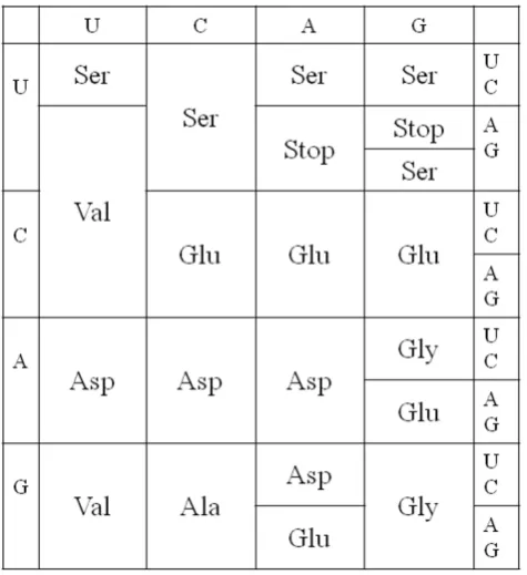 Figure 6Early structure of the code predicted by coevolutiontheory (stage b of Di Giulio and Medugno [56]).