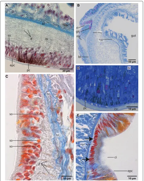 Fig. 7 (See legend on next page.)