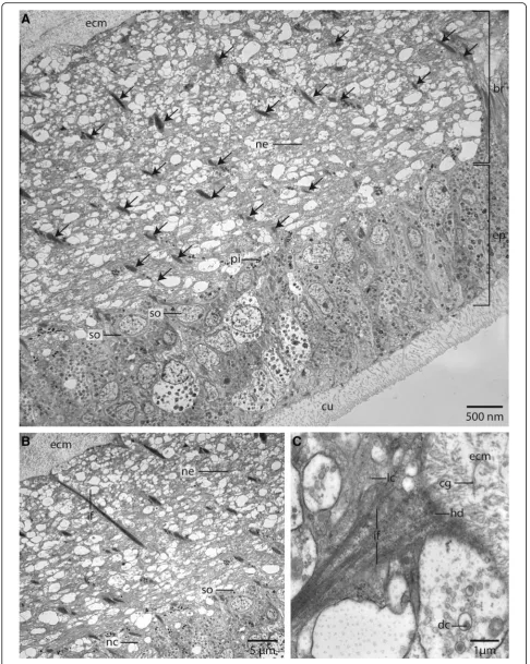 Fig. 8 (See legend on next page.)