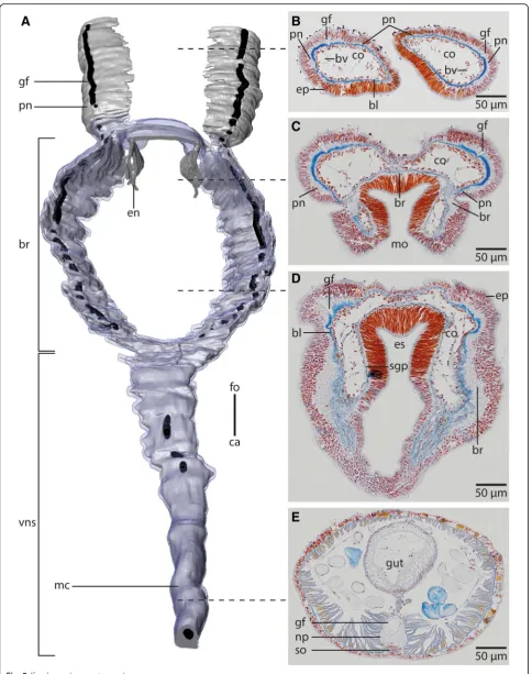 Fig. 2 (See legend on next page.)