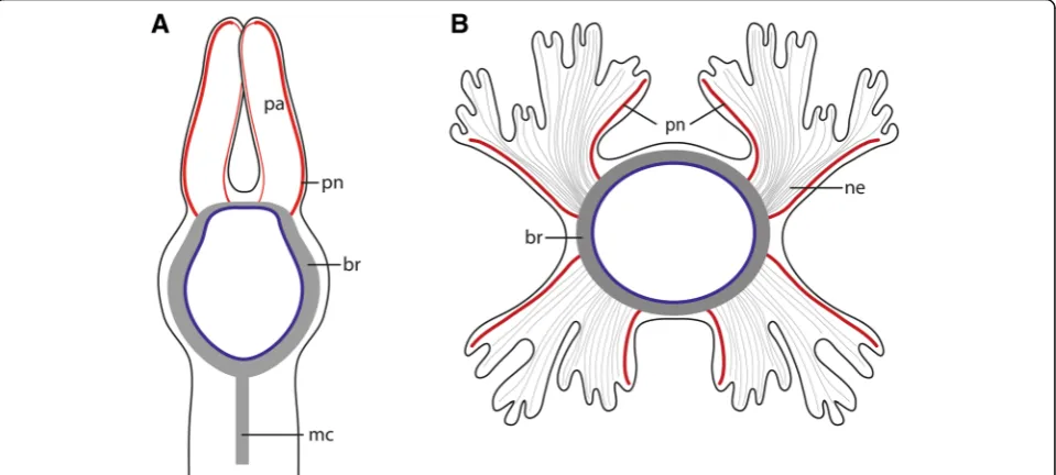 Fig. 3 Schematic drawing of the innervation of head appendages. a: Myriowenia sp.; dorsal view