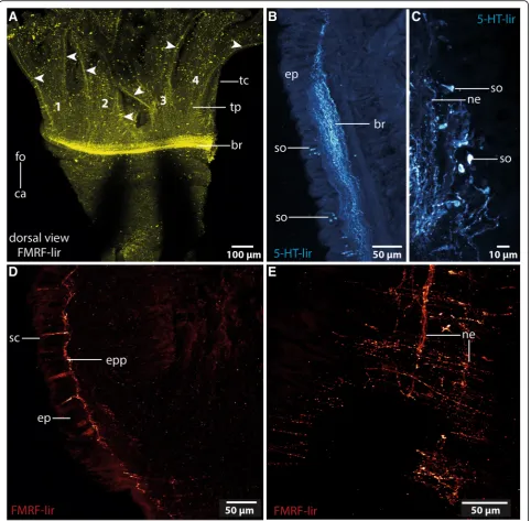 Fig. 4 Immunohistochemistry ofplexus (Sensory cells (distributed along the course of the neuropil.crown.rise to two main nerves ( Owenia fusiformis a: Numbers indicate the different tentacles (1–4) of the tentacular crown