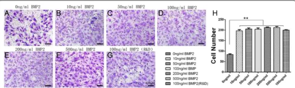 Fig. 1 Cell recruitment assay demonstrated that all concentrations of rhBMP2_108 were significantly able to improve MC3T3-E1 cell recruitmentwhen compared to control samples with no rhBMP2 (Scale bar = 100 μm)