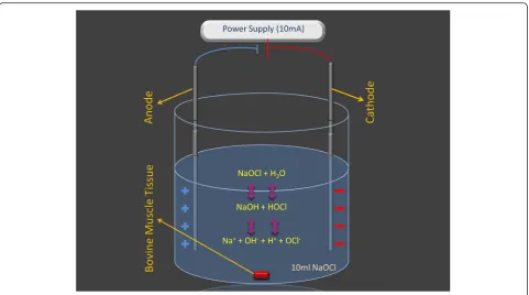 Fig. 1 Effects of micro-electric current on NaOCl’s dissolution activity on bovine tissue