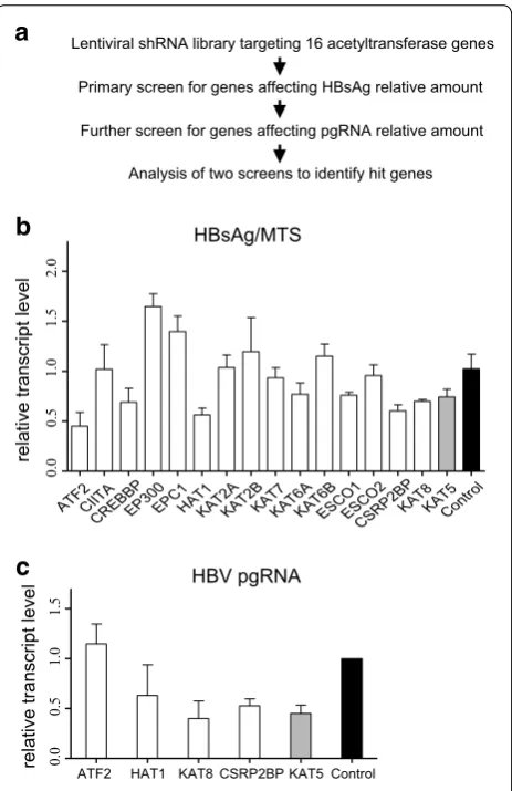 Fig. 1 RNAi screening reveals acetyltransferases regulate HBV positive control, as it was reported that replication