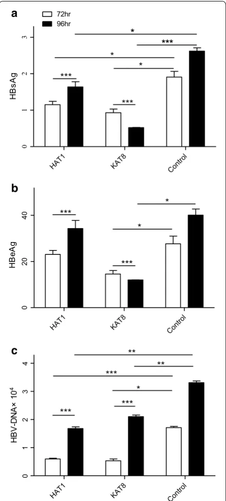 Fig. 3 HAT1 and KAT8 regulate HBV replication by suppressing the expression of HBsAg, HBeAg and HBV-DNA